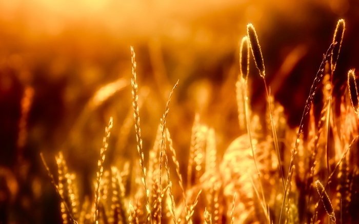 Close-up of wheat stalks in golden sunlight