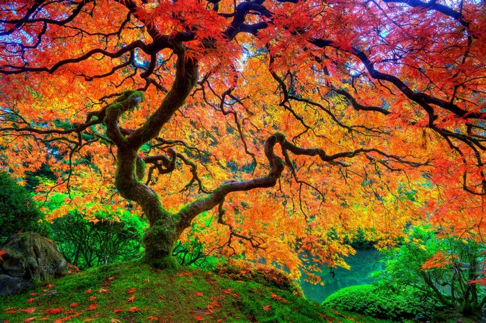 A Japanese maple tree in autumn with vibrant orange and red leaves.