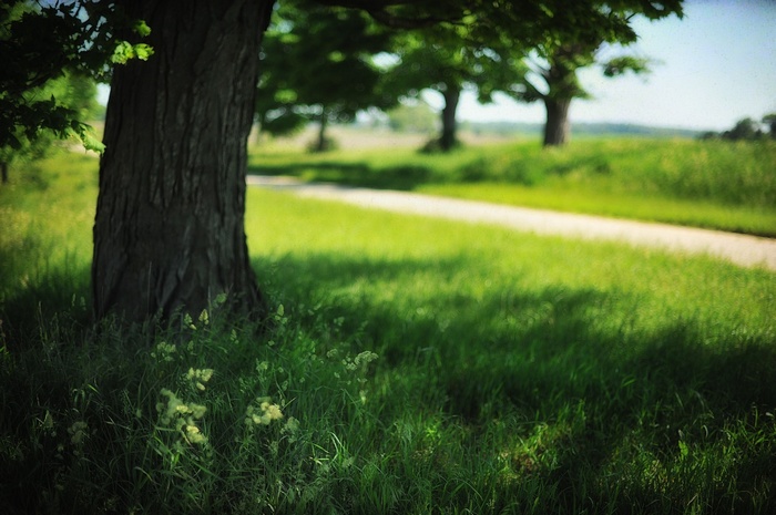 Trees and a path in a grassy field