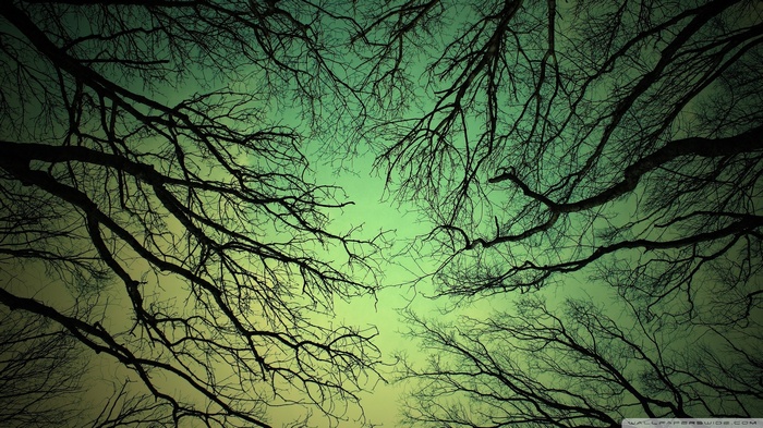 Bare tree branches against a gradient sky