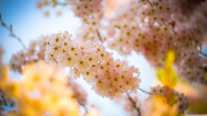 Close-up of delicate pink cherry blossoms against a blue sky