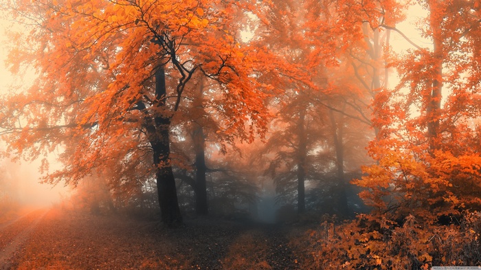 Misty forest with vibrant orange autumn leaves