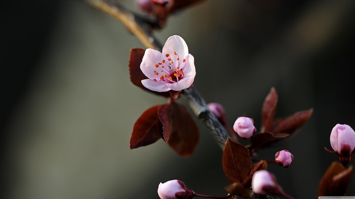 depth of field, flowers, photo manipulation, twigs, leaves, nature, plants, pink flowers