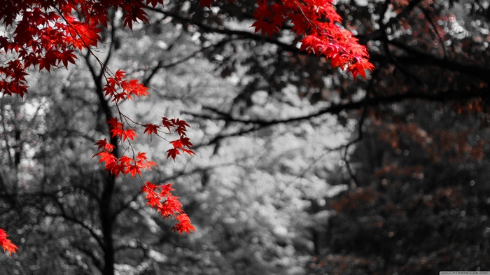 Red maple leaves on a tree with bokeh background