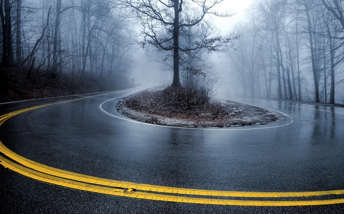 Winding road through misty forest