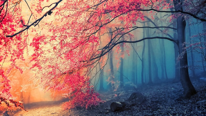 Fantasy forest with pink and blue trees