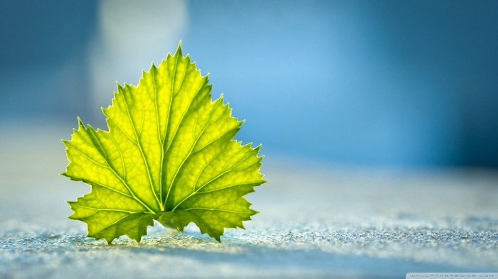 Close-up of a backlit green leaf