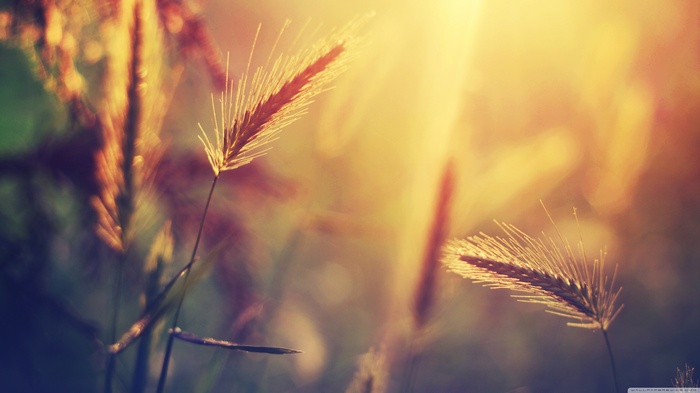 Wheat stalks in golden sunlight, macro photography