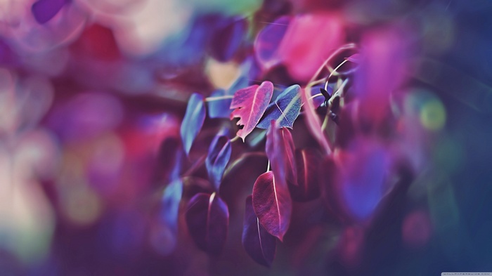 Macro shot of colorful leaves on a branch