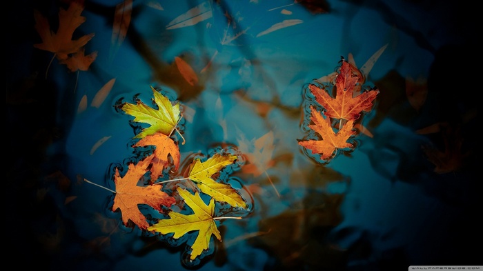 Autumn leaves floating on dark blue water