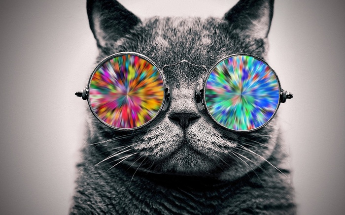 Cat wearing psychedelic glasses