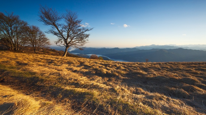 Golden grass field with trees and mountains
