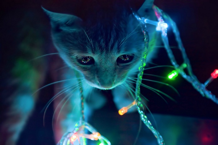 Kitten surrounded by colorful Christmas lights