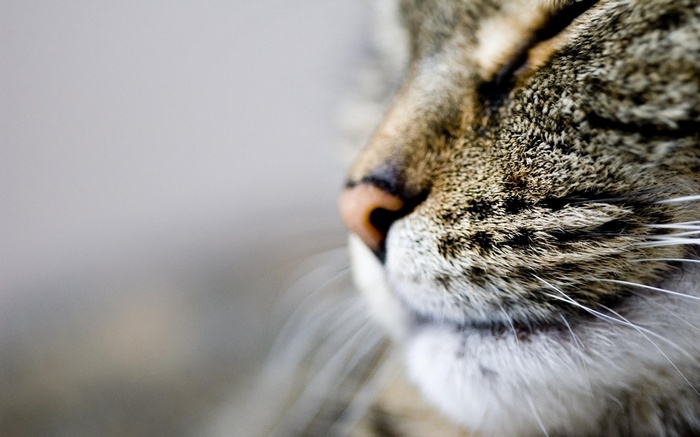Close-up macro shot of a tabby cat's face