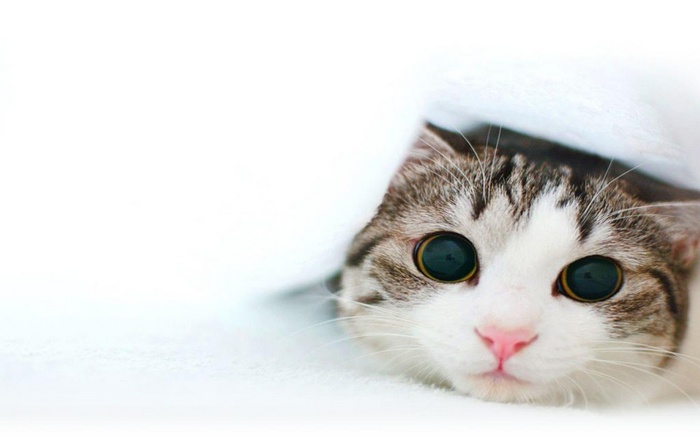 A cat peeking from under a white blanket