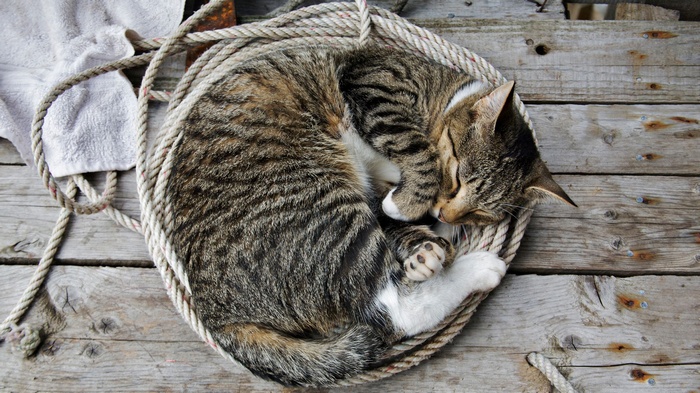Tabby cat sleeping curled up in a rope