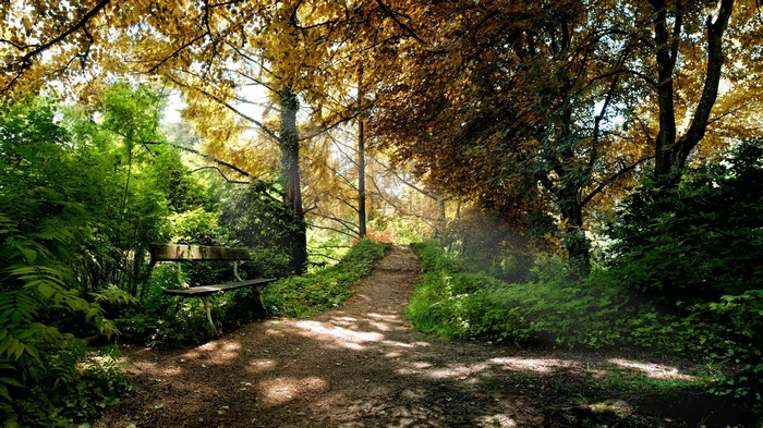 A dirt path leads through a sun-dappled forest with a bench.