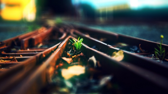 Green plants growing on rusty railway tracks