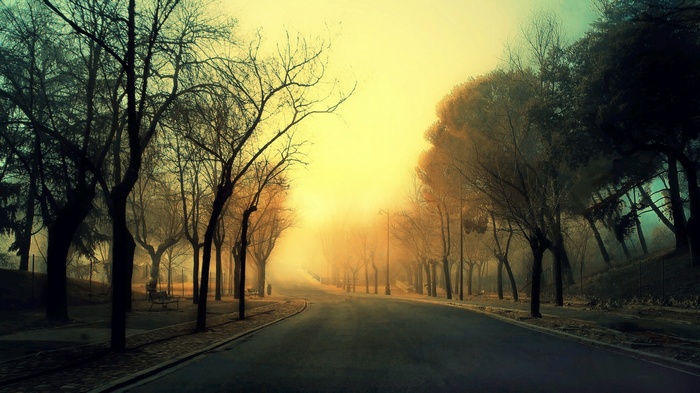 Misty road through a park with bare trees at sunset