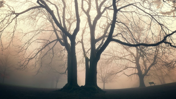 Bare trees in mist with a park bench