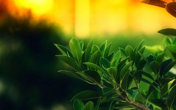 Green leaves with a blurred yellow and green background