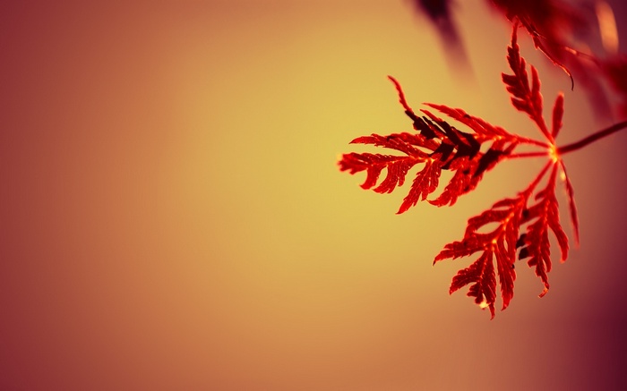 Nature Simple Background Simple Gradient Leaves Red Macro Depth of Field Plants