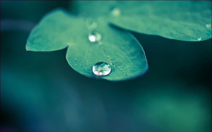 Macro shot of water drops on a green leaf