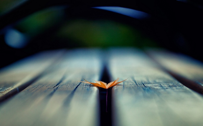 A single fallen leaf on a wooden surface