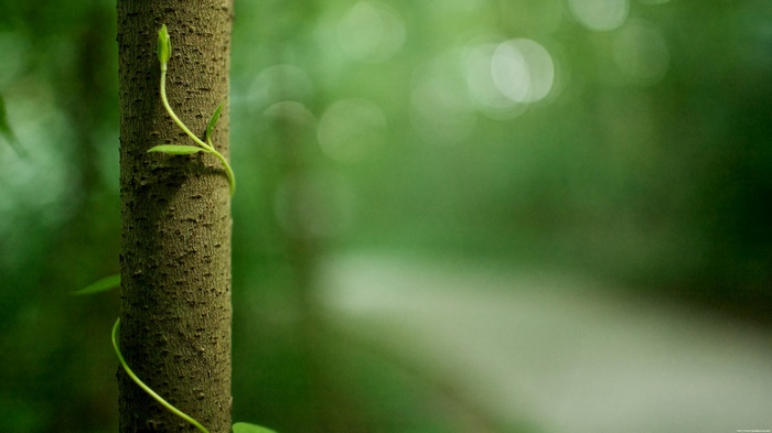 Vine growing on a tree trunk in a forest