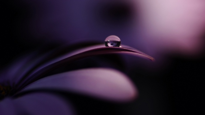 Macro shot of a water drop on a purple flower petal