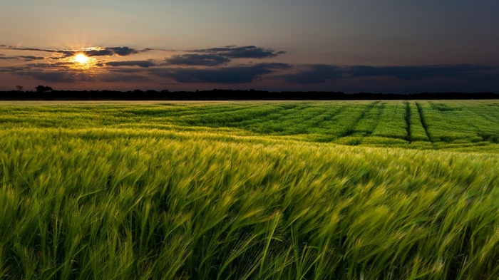 Field of green crops at sunset