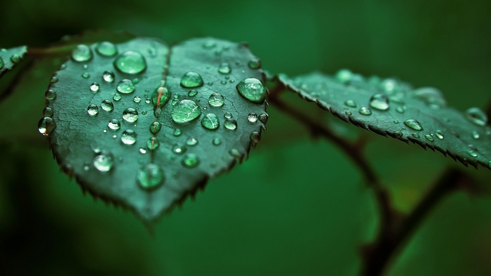 Macro shot of water drops on green leaves