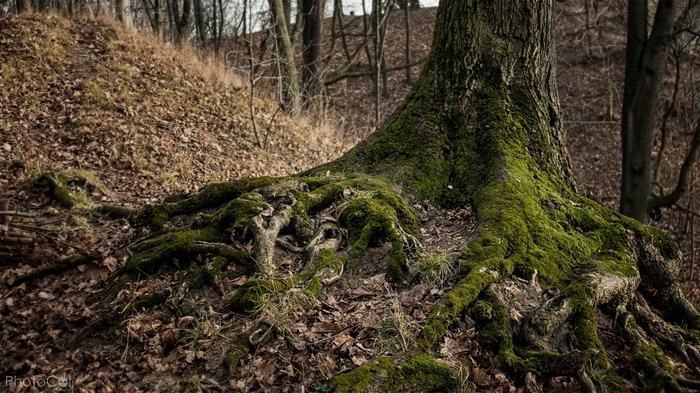 Moss-covered tree roots in a forest during fall