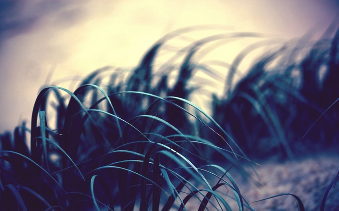 Close-up of grass blades swaying in the wind