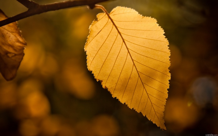 Close-up of a golden autumn leaf on a branch