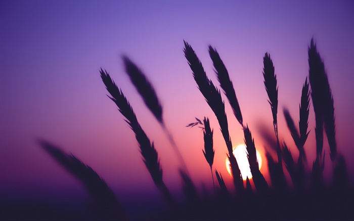 Silhouette of grass against a purple sunset