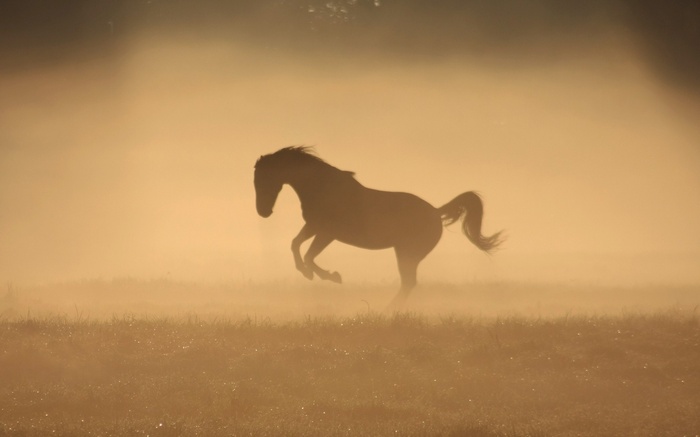Silhouette of a horse running in the mist