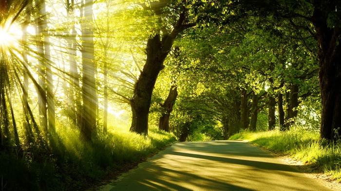 Sun rays shining through trees onto a road