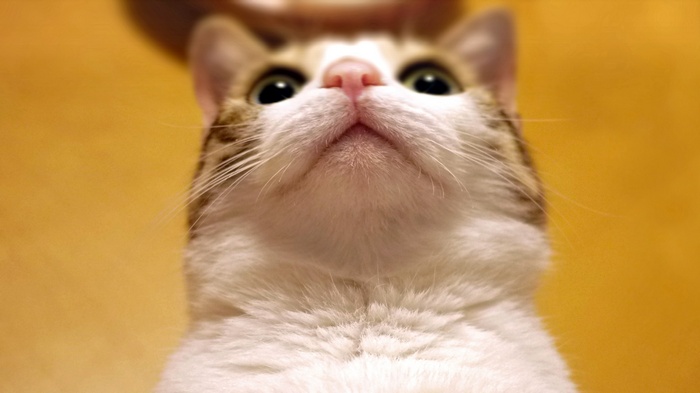 Close-up of a cat looking up