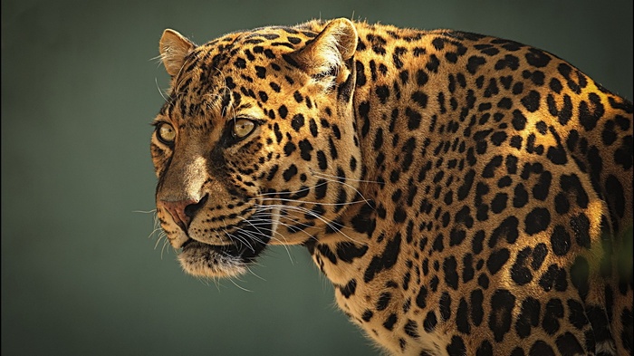 Close-up of a leopard's face and body