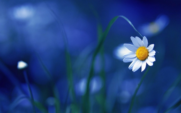 Close-up of a daisy flower with blurred blue background