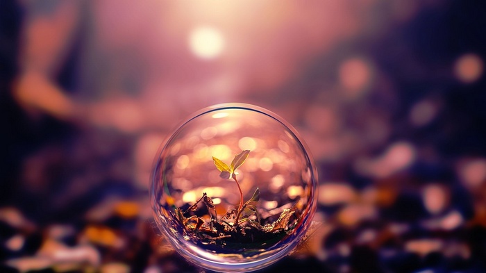A small plant grows inside a glass sphere