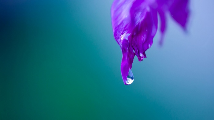 Purple flower with a water droplet