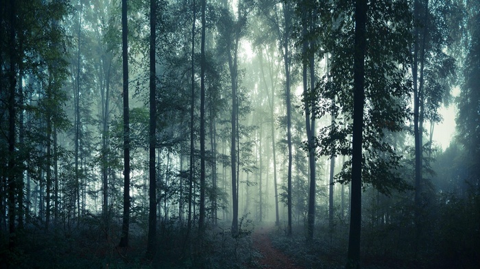 Misty forest with tall trees and a path