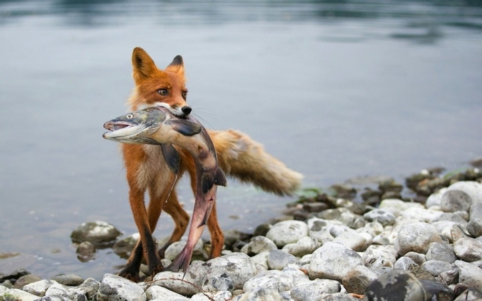 Fox holding a fish by the water