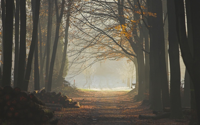 Forest path in fall with logs and mist