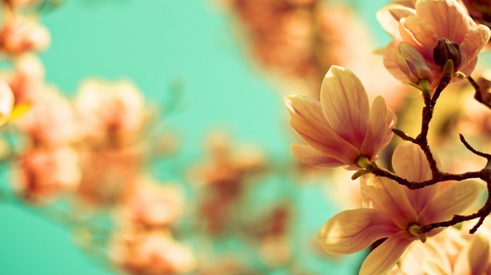 Pink magnolia flowers on branches against a teal sky