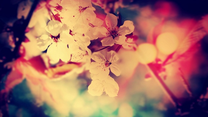 White flowers with depth of field and filter