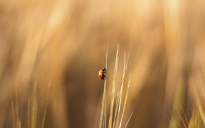 Ladybug climbing on a blade of grass
