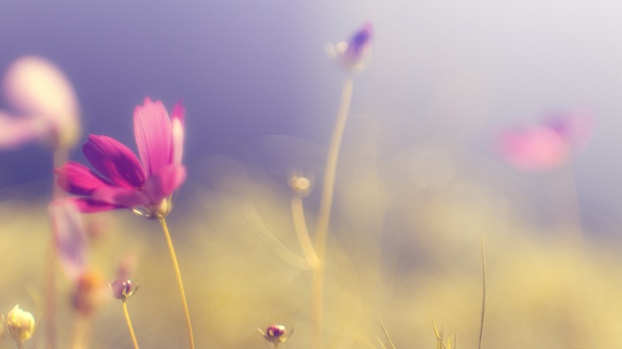 Blurred purple flowers in a field